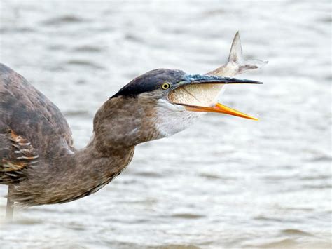fish bird|7 Birds That Eat Fish .